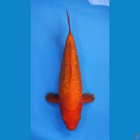 BENIGOI GINRIN TEMBUS PERUT 30CM - FEEMALE 