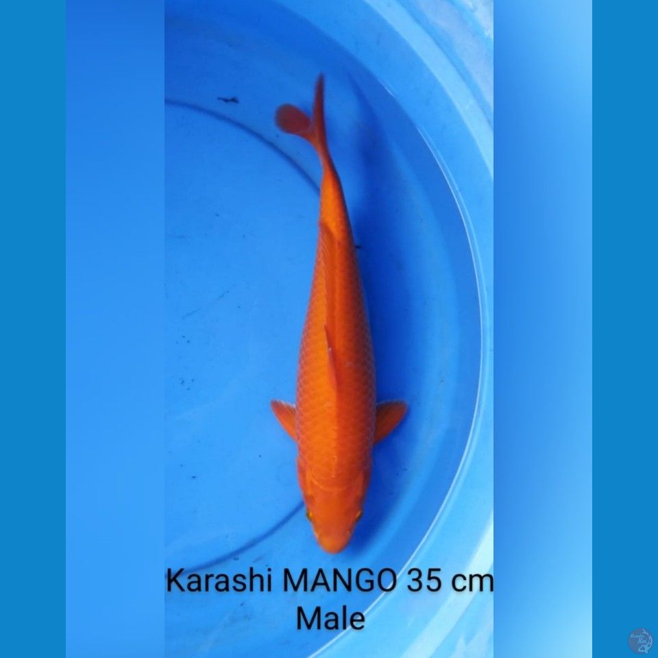 karashi mango male 35 cm