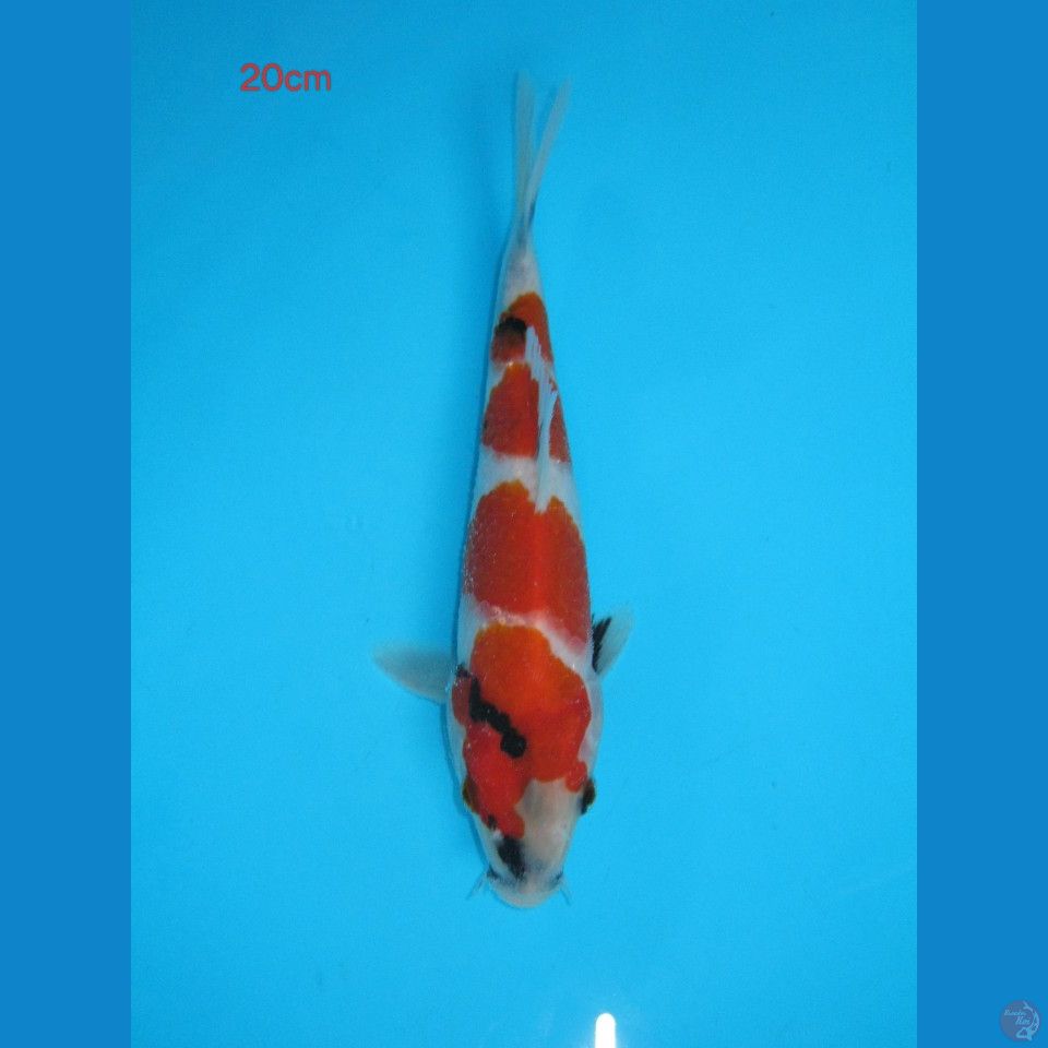 Showa Tategoi 20cm