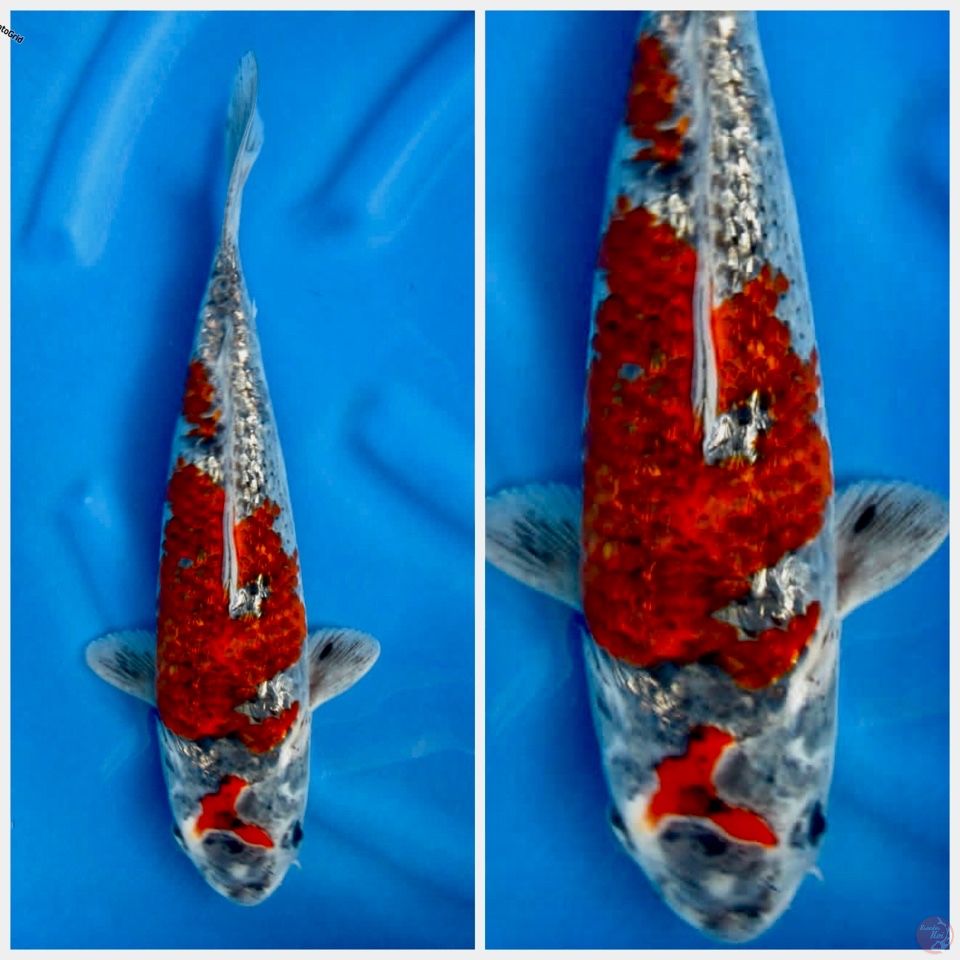 Gingrin A F1 38cm