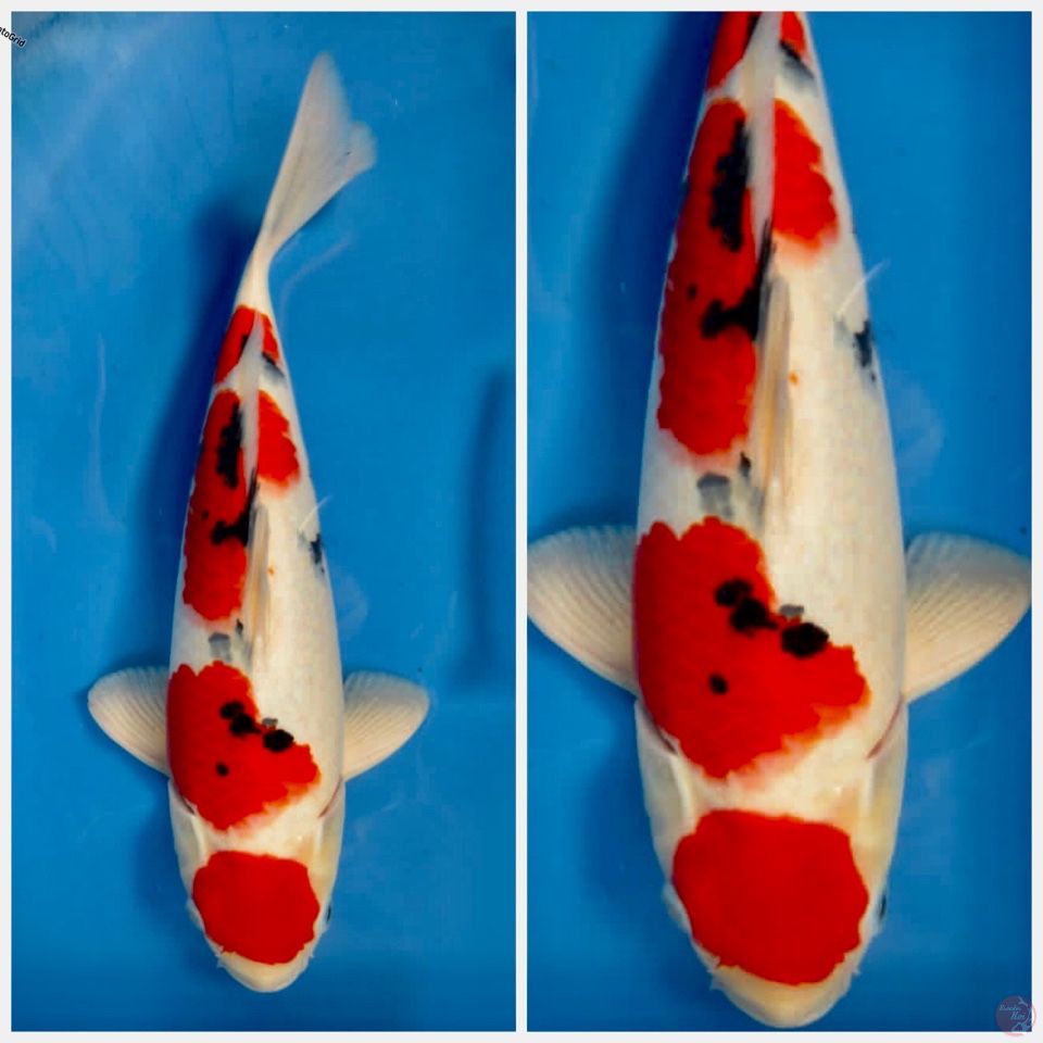 Sanke original F1 sakai 45cm