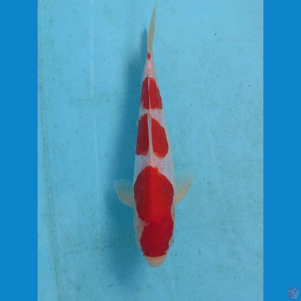 kohaku doit, 19 cm