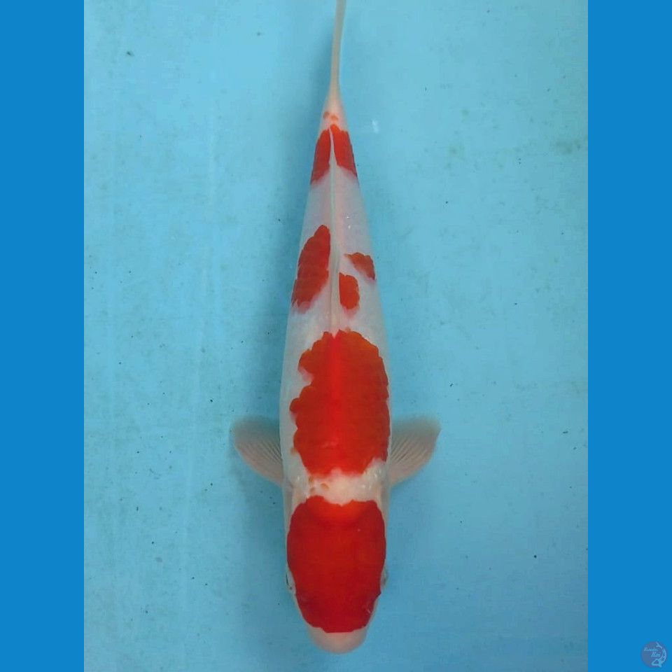 kohaku, 29 cm