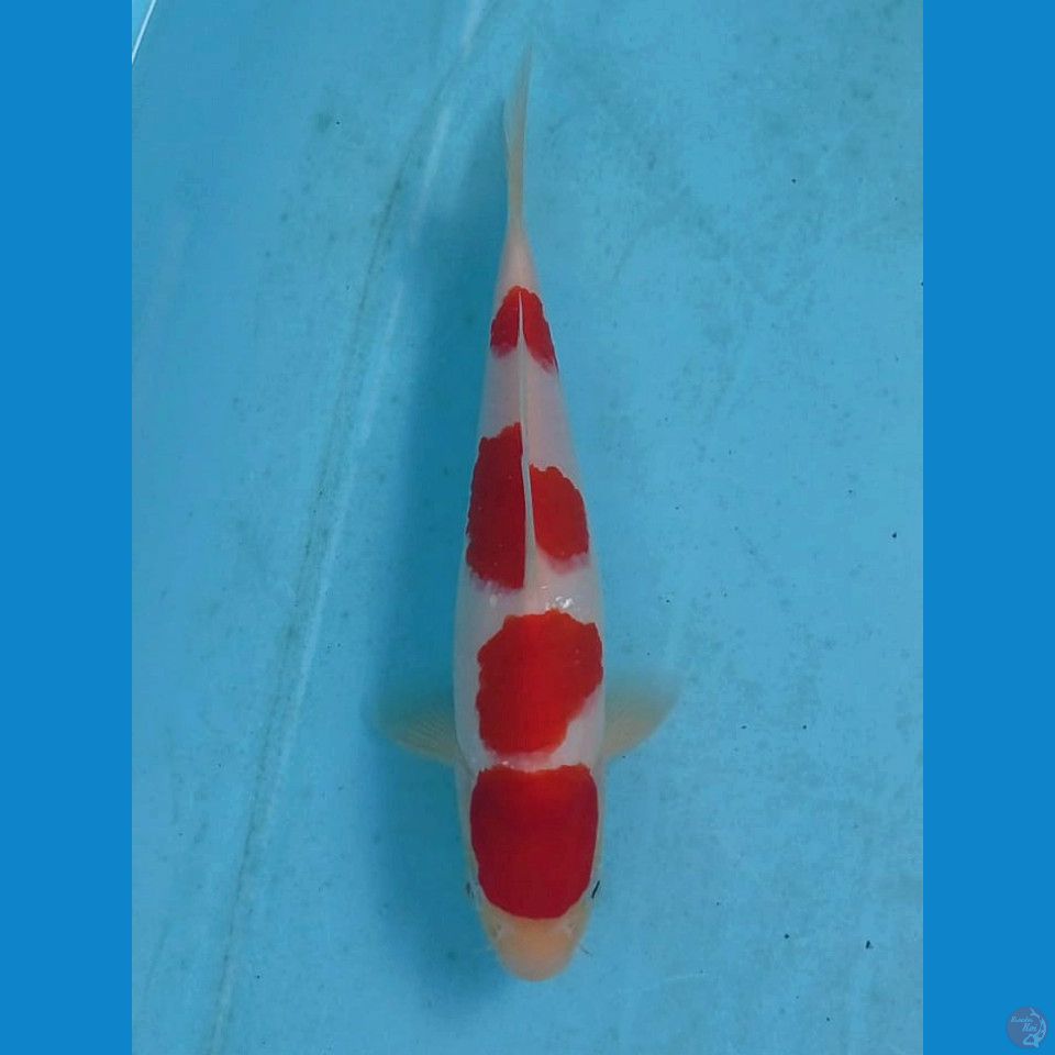 kohaku, 20 cm