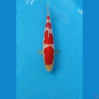 kohaku 20cm