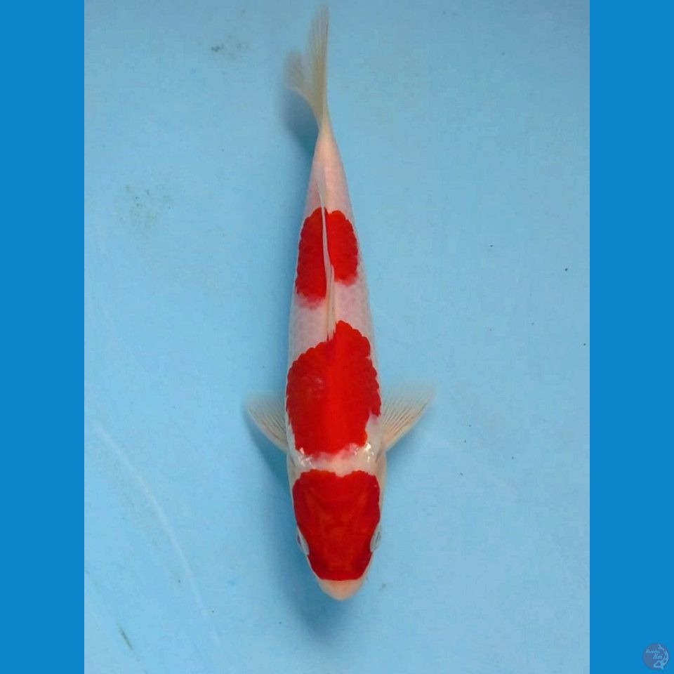 kohaku, 19 cm