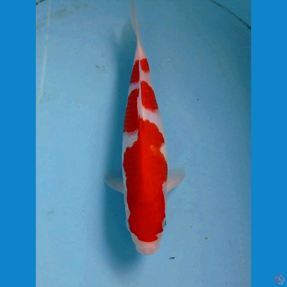 kohaku, 25 cm