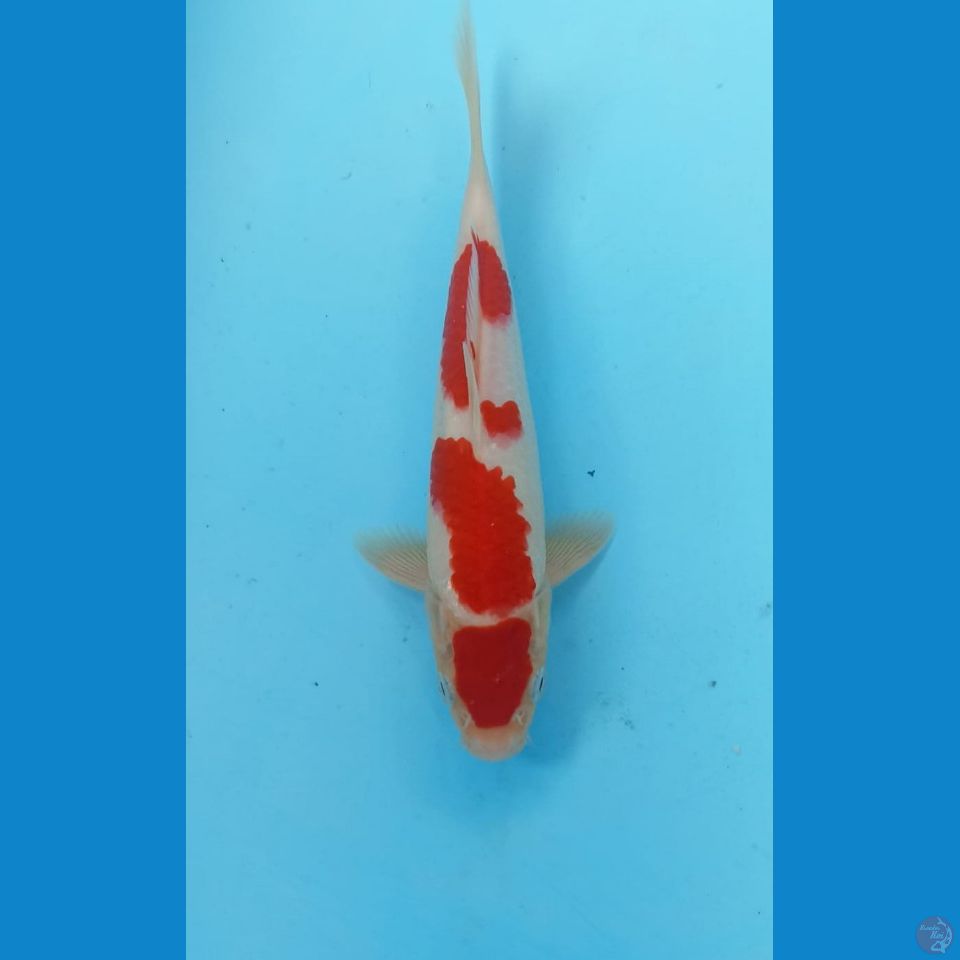 Kohaku 21cm