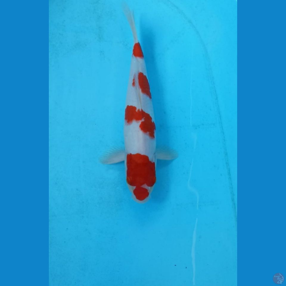 Kohaku 30cm