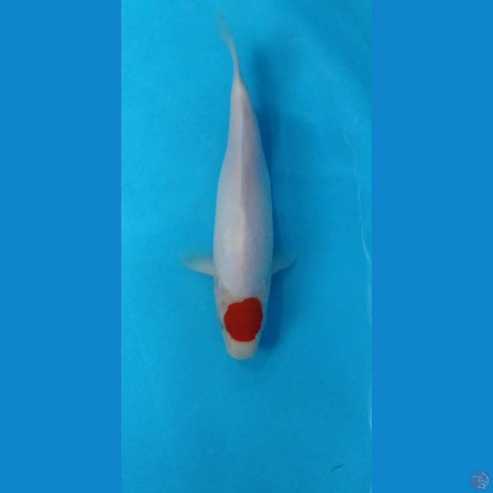 tancho kohaku 22cm