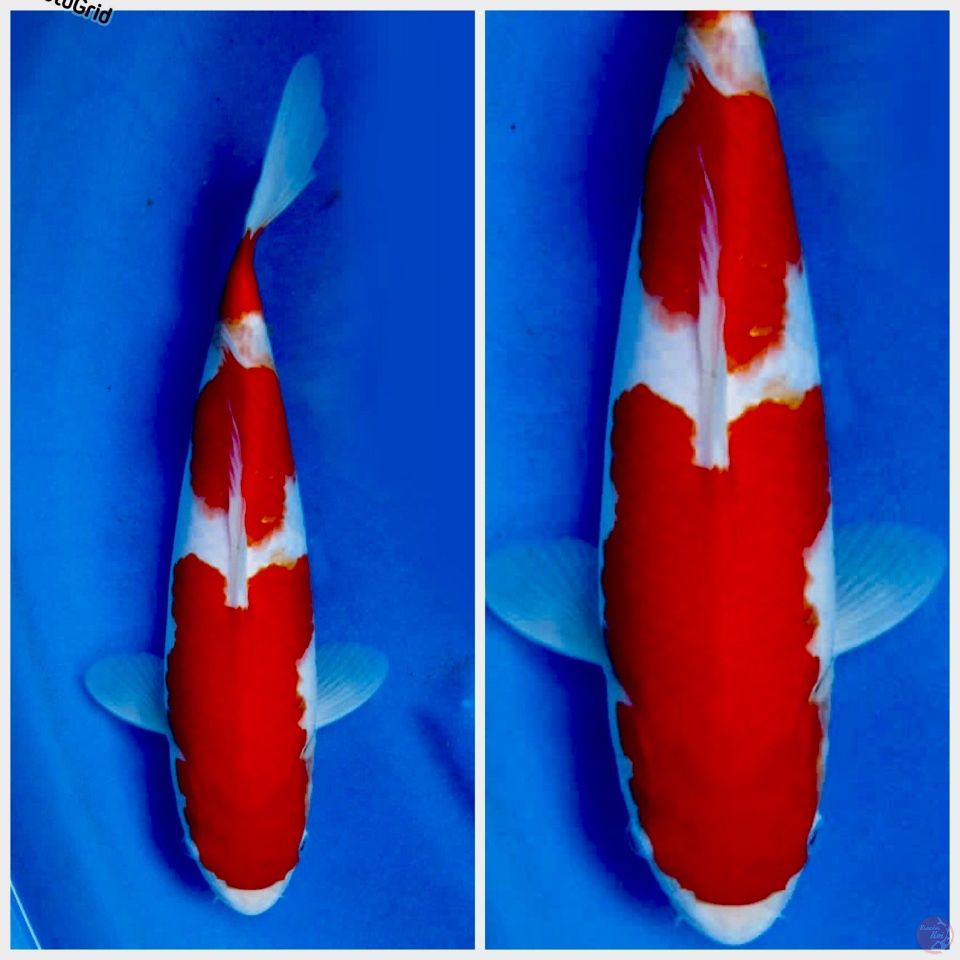 Kohaku f1 Sakai 35cm