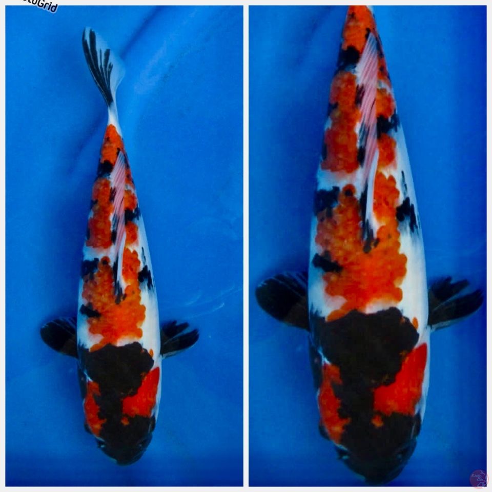 Showa F1 sakai 30cm