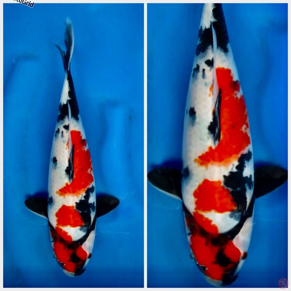 Kindai showa ori F1 30cm