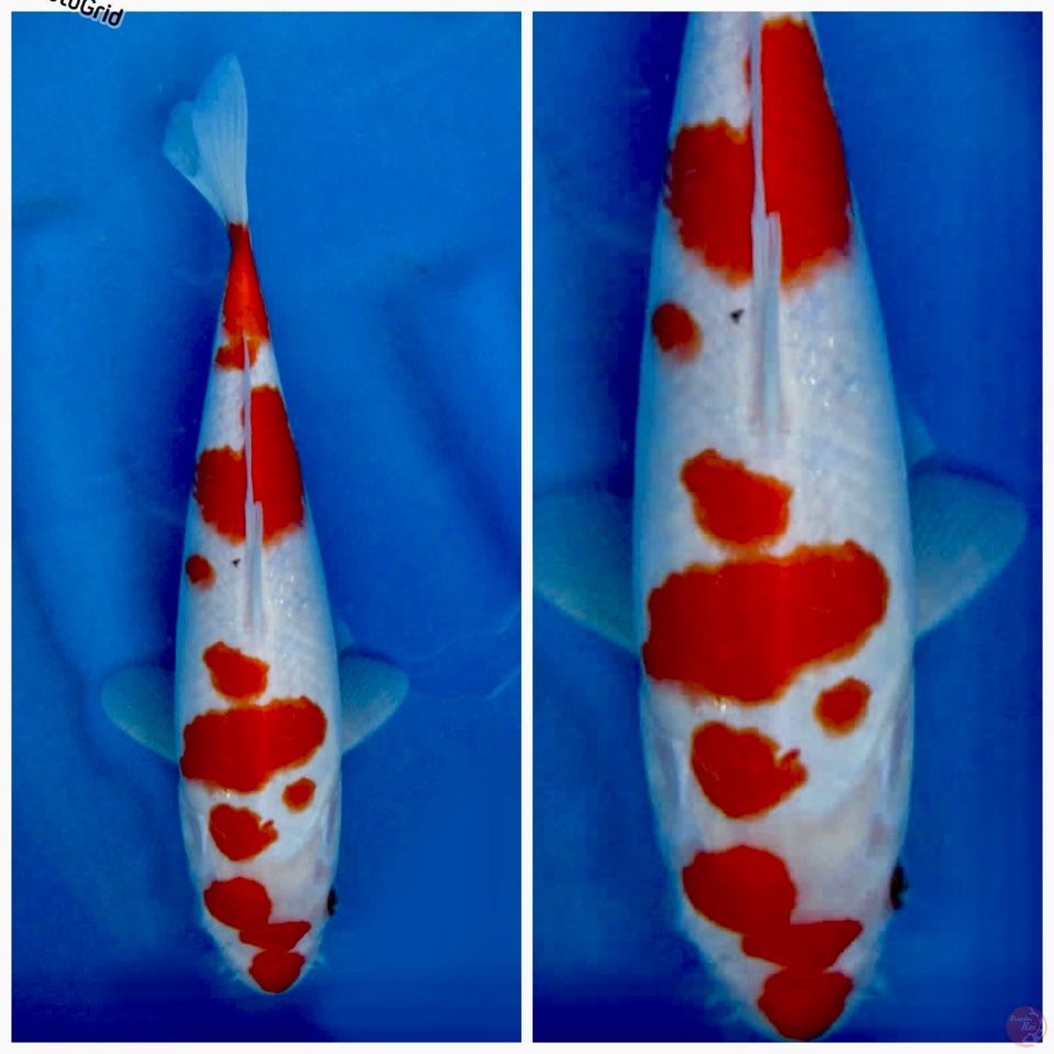 Kohaku 28cm F1 sakai