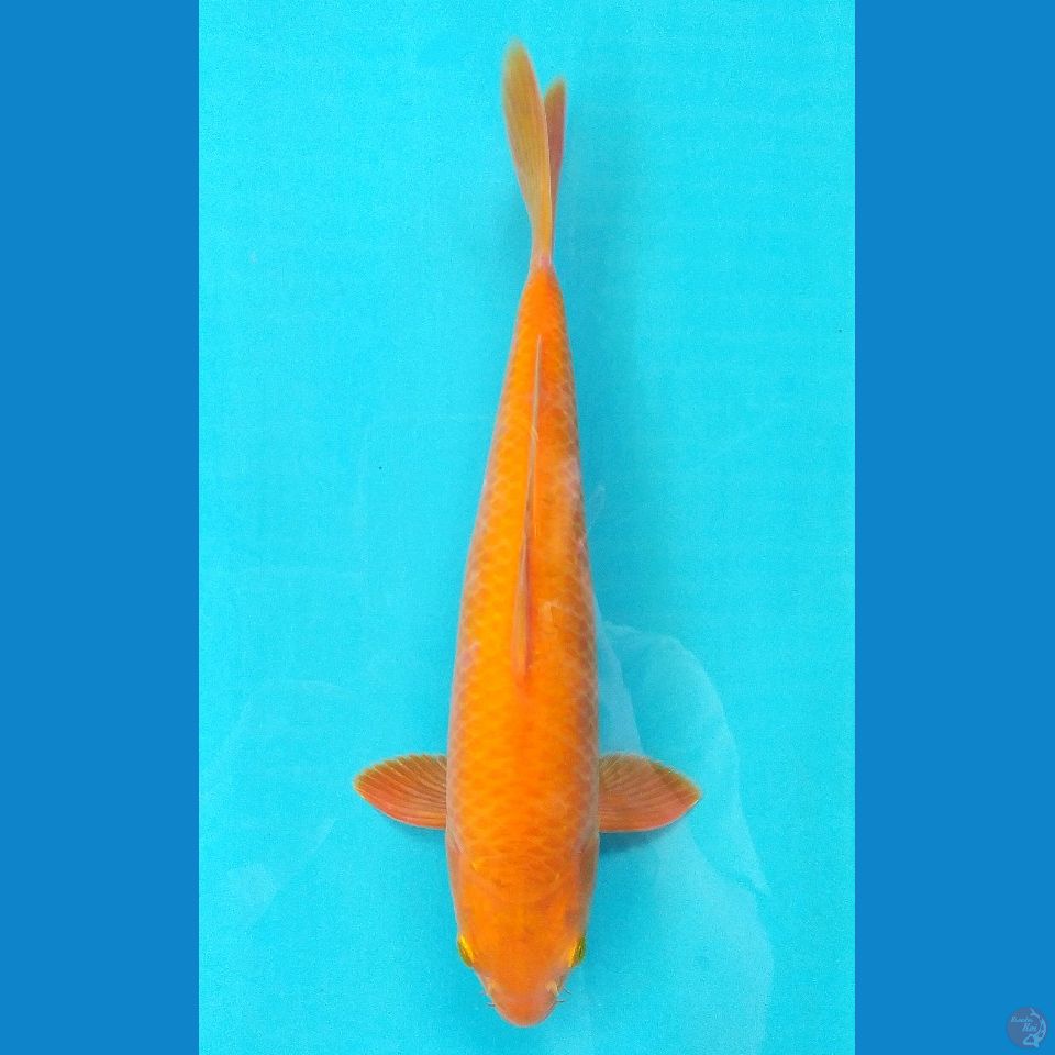 KARASHI MALE 26CM 