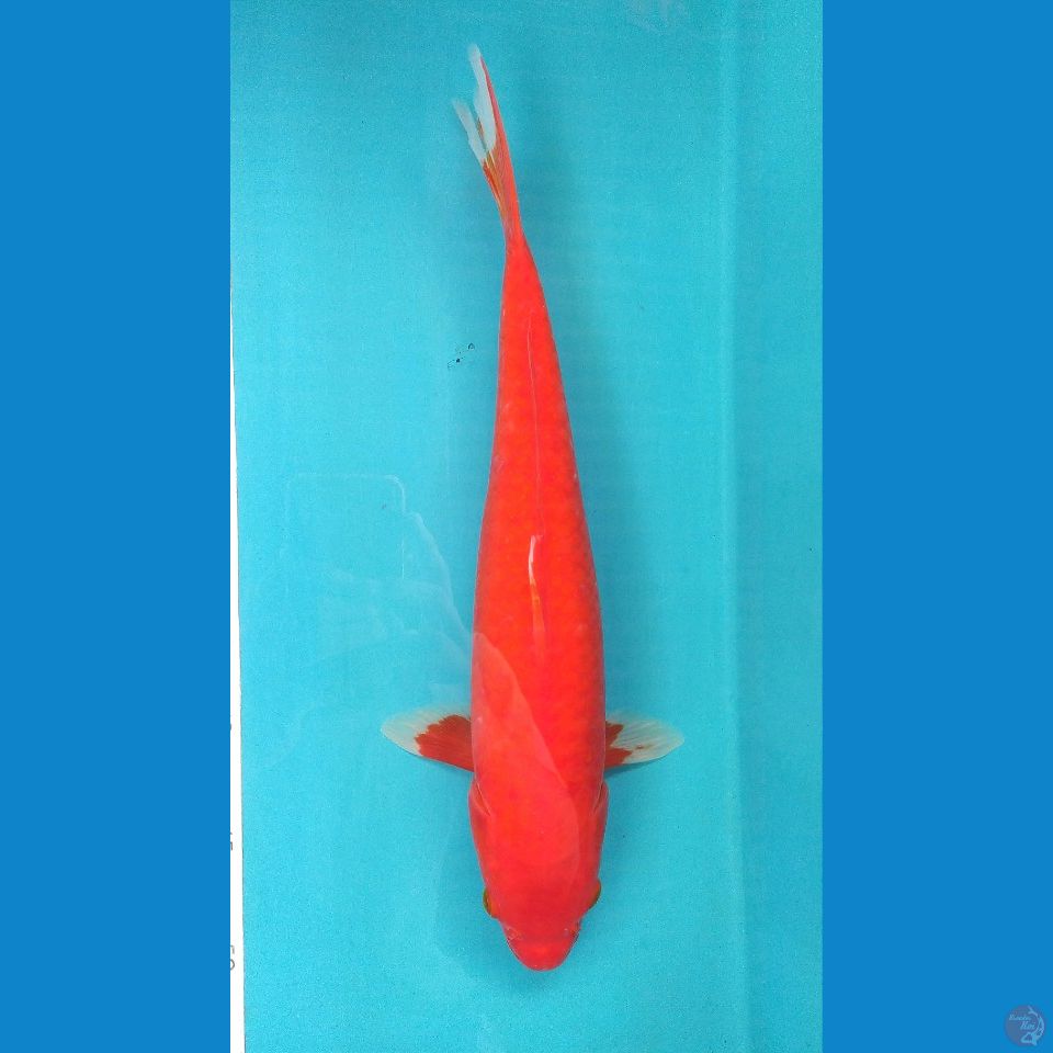 AKA HAJIRO 38CM FEMALE