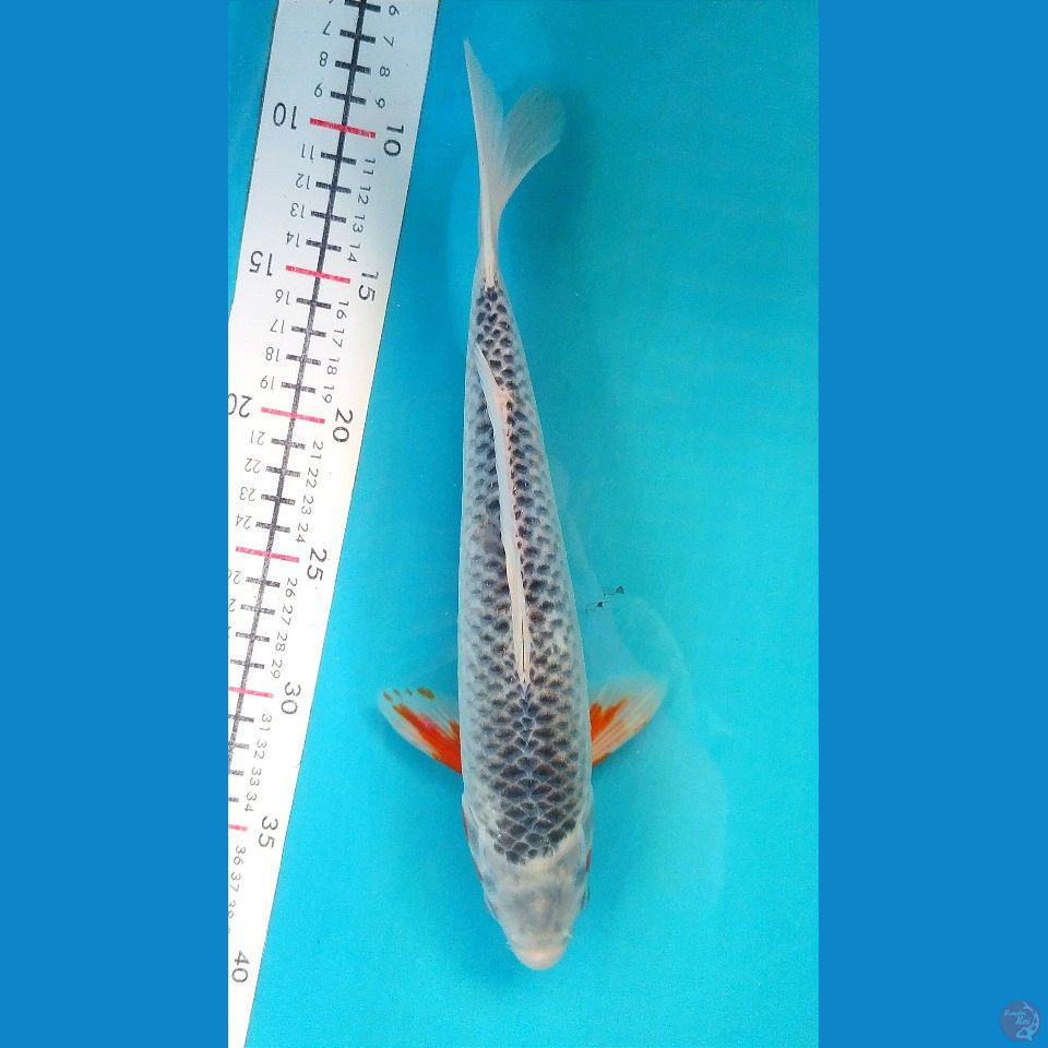 ASAGI 30CM FEMALE