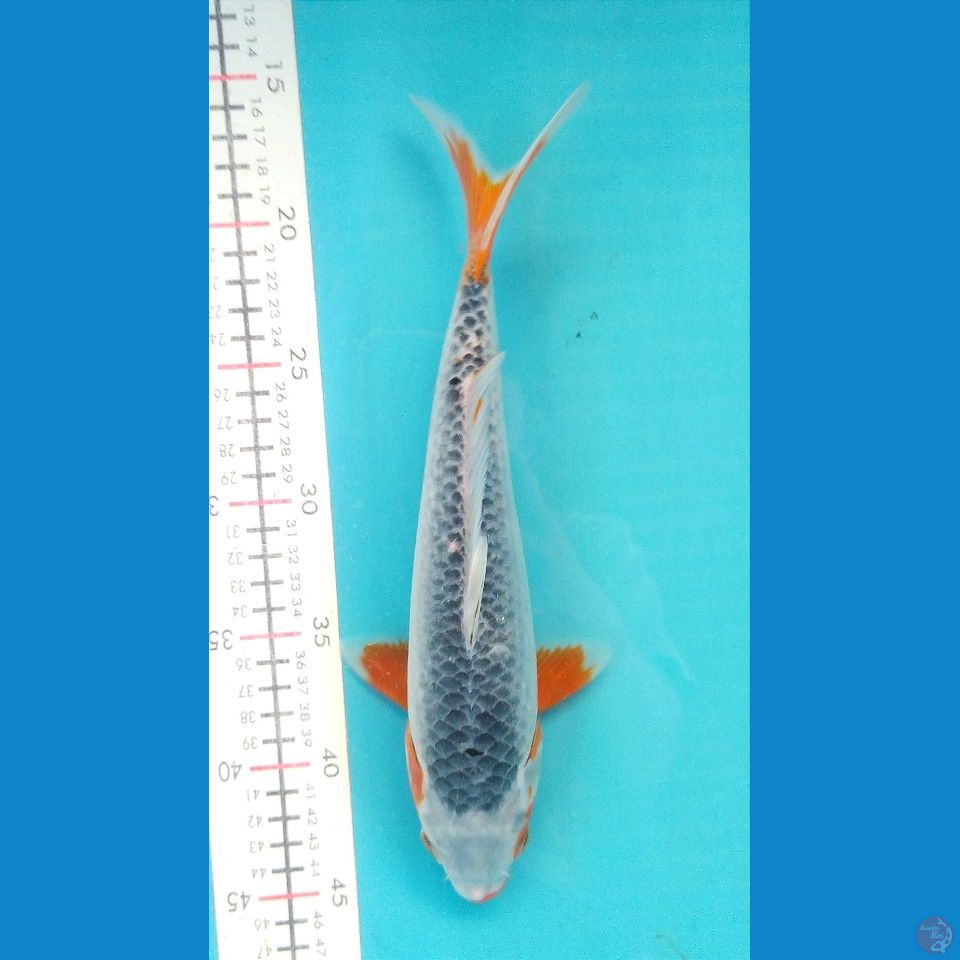 ASAGI 29CM FEMALE