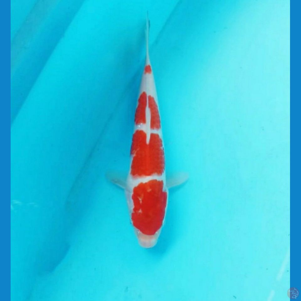 Kohaku 21cm