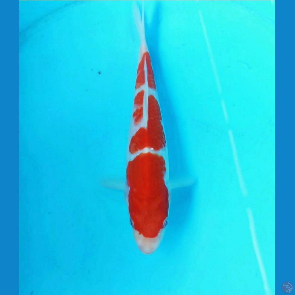 Kohaku 21cm