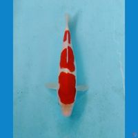 kohaku 24cm