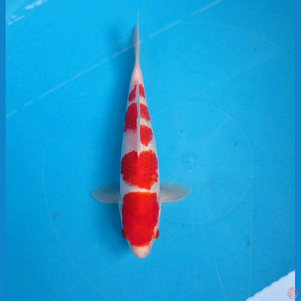 kohaku, 21 cm