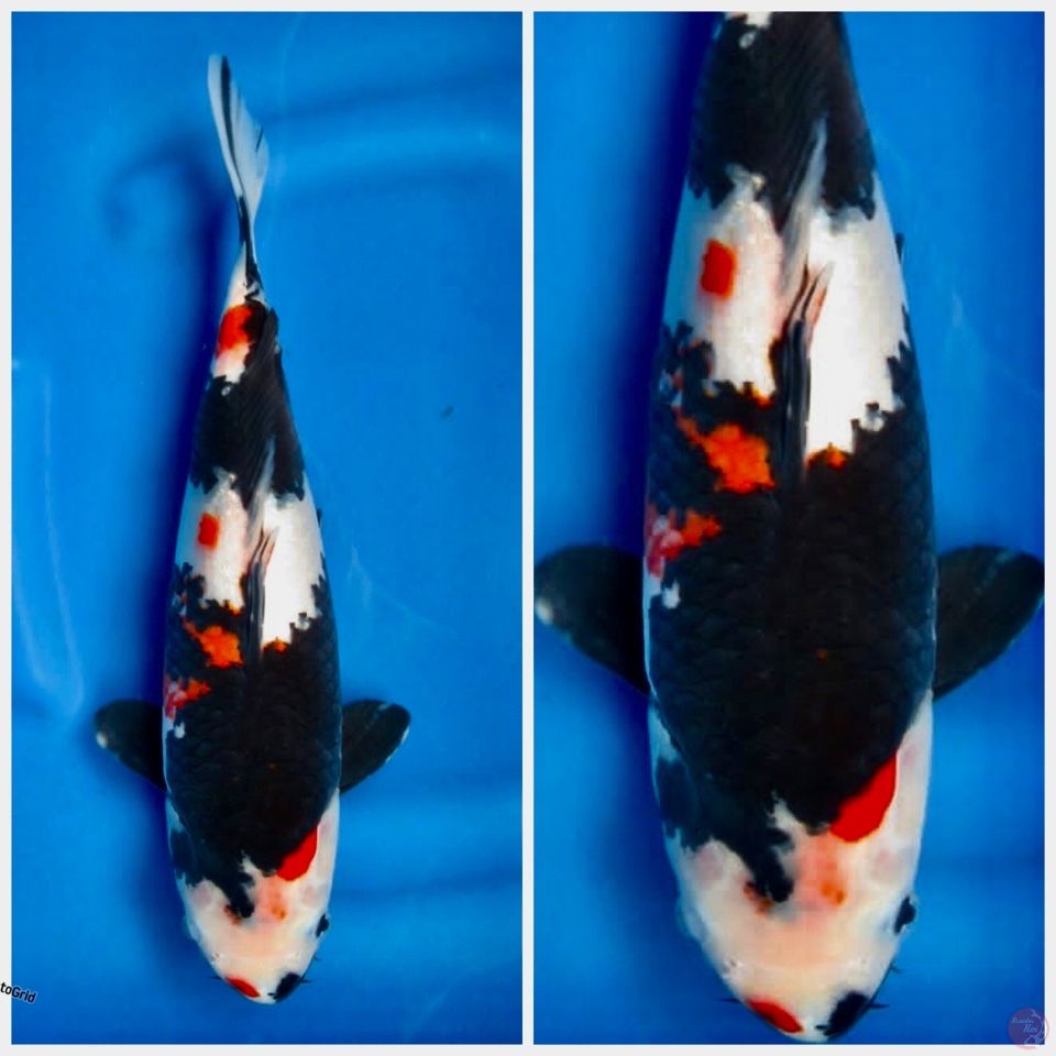 Kindai Showa F1 sakai 35cm
