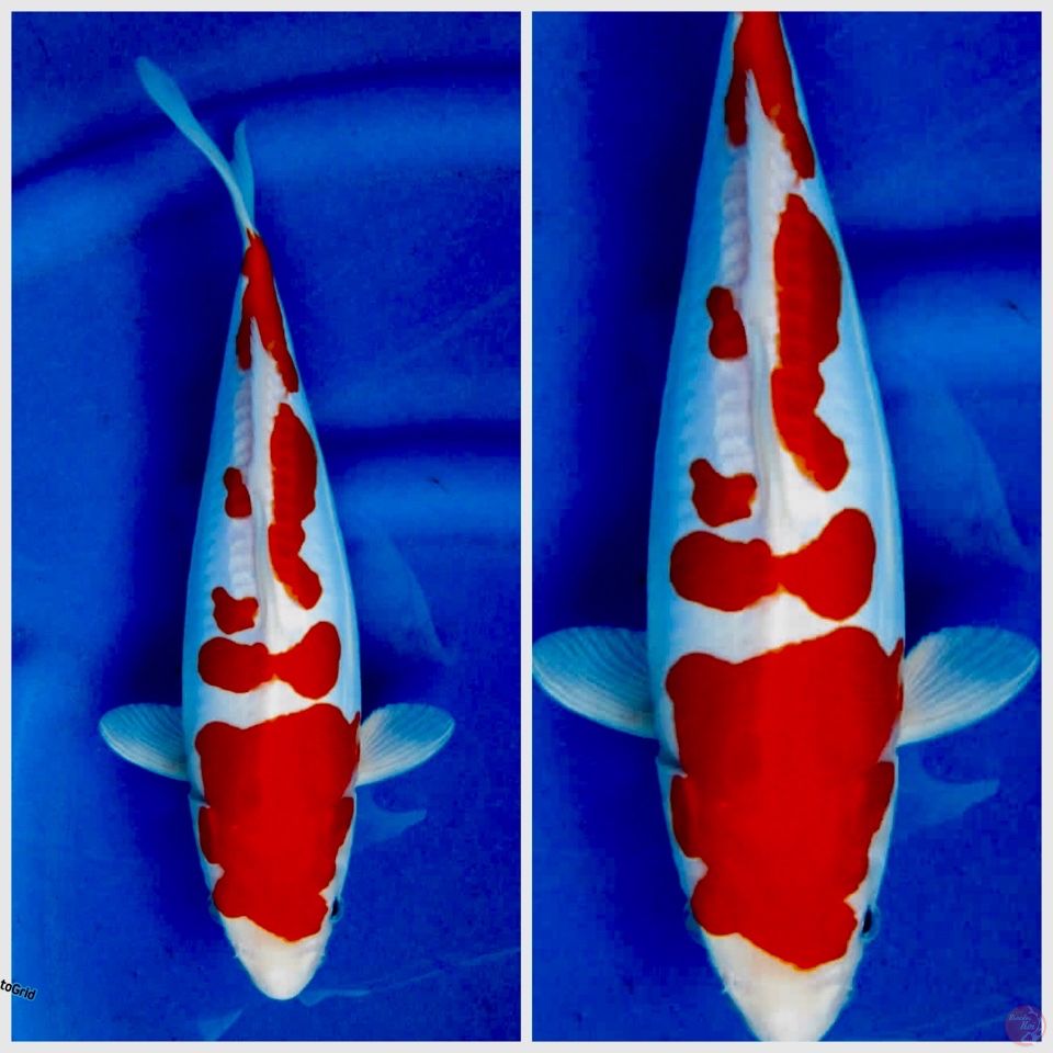 Kohaku Doitsu murni 30cm F1 