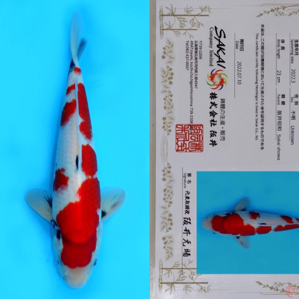 SAKAI SHOWA SANSHOKU (tategoi) HQ 33CM