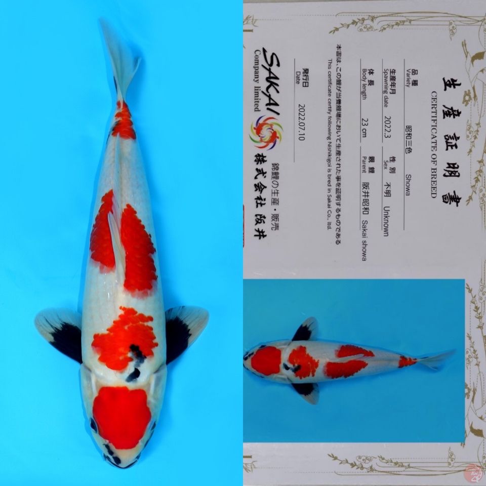 SAKAI SHOWA SANSHOKU (tategoi) HQ 35CM