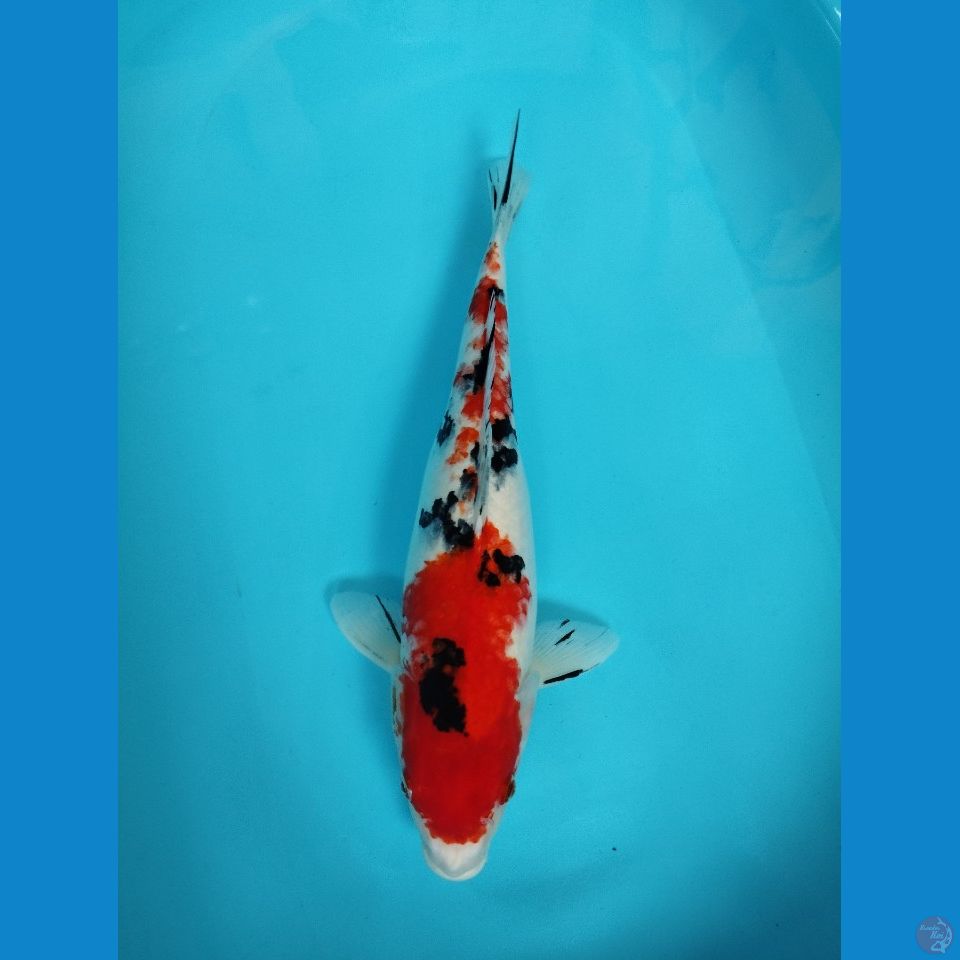 sanke 49cm