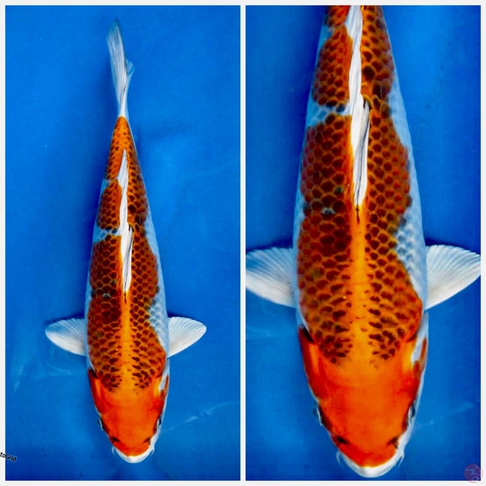 Kujaku f1 marusai 28cm