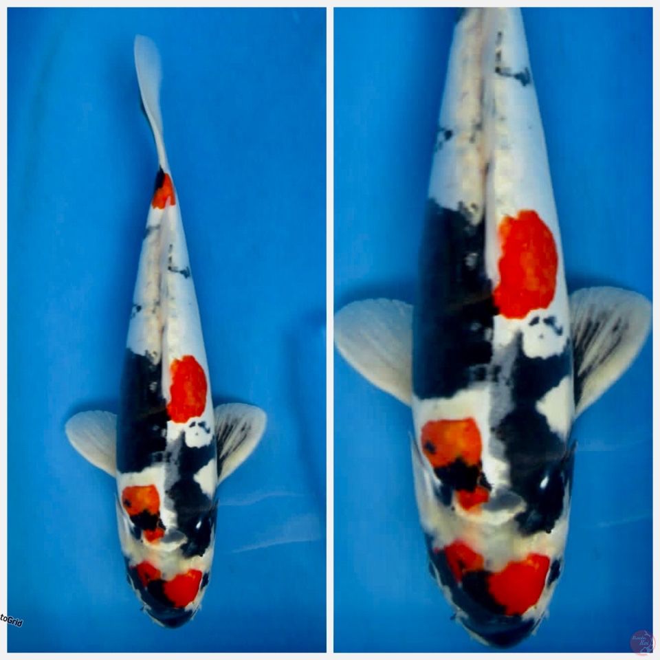 kin showa doitsu murni 29cm