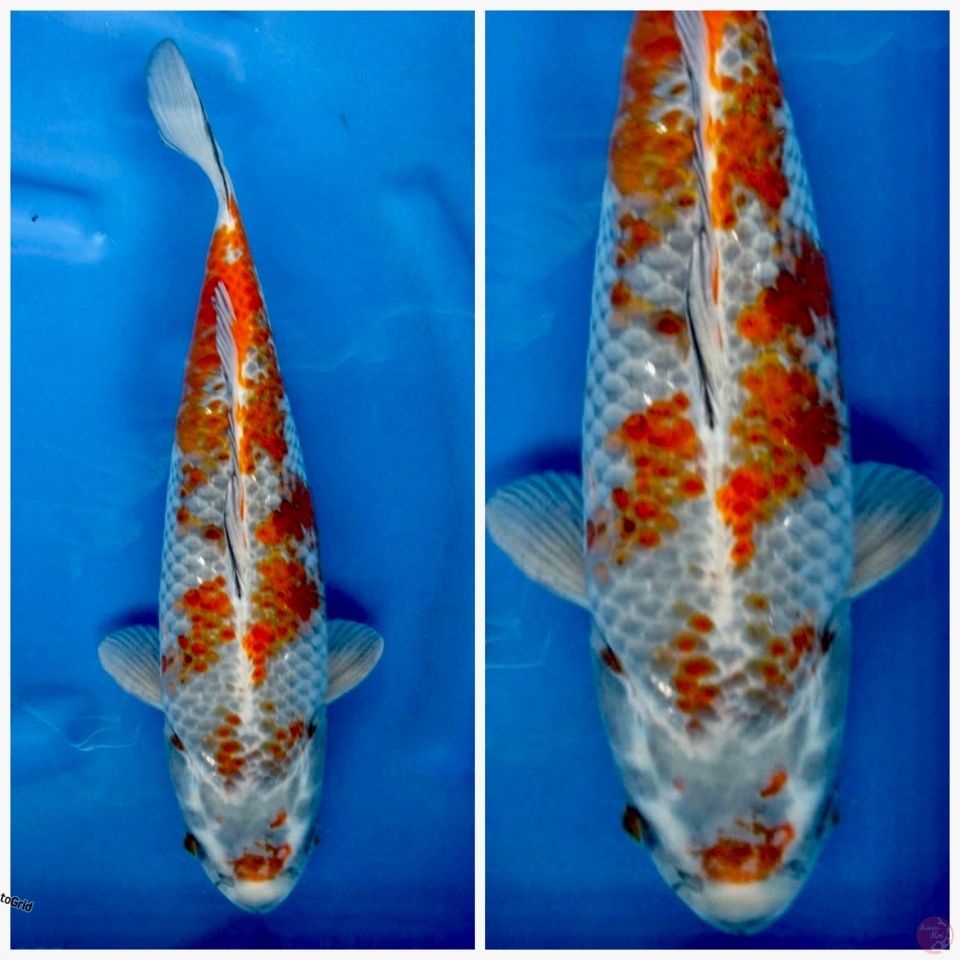 Kogane F1 calon jumbo 42cm