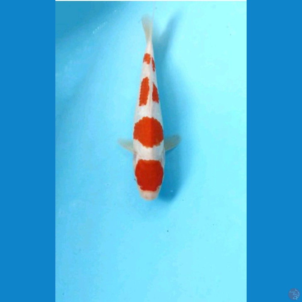 Kohaku 22cm