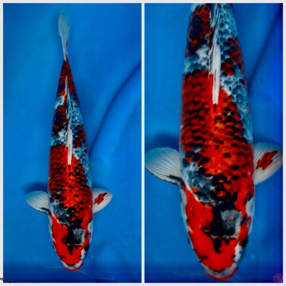 Kg showa F1 38cm