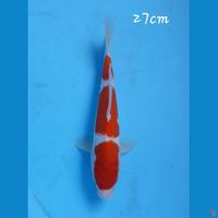 Kohaku 27cm