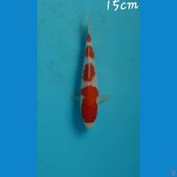 Kohaku 15cm