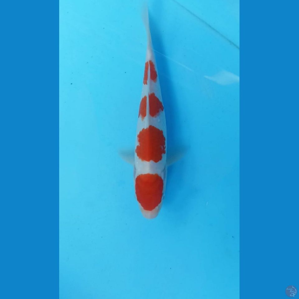 Kohaku 20cm