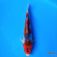 SANDAN GOSHIKI 24CM MALE