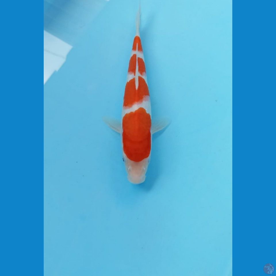 kohaku 23cm