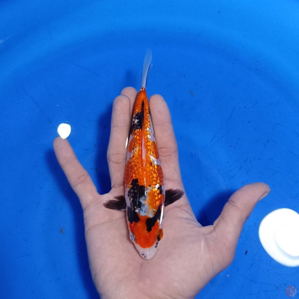 GINRIN MARUTEN SHOWA U17CM