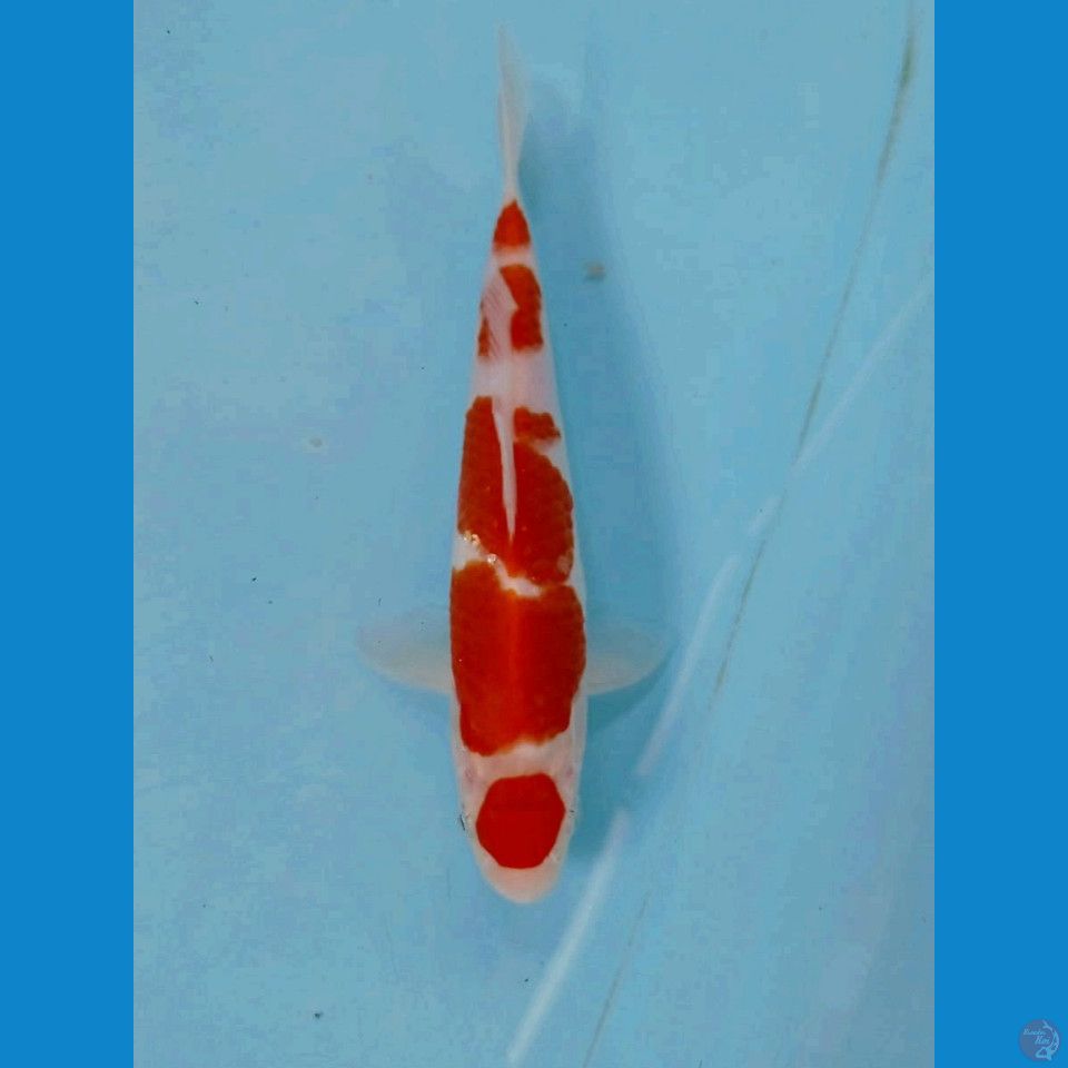 maruten kohaku, 18 cm