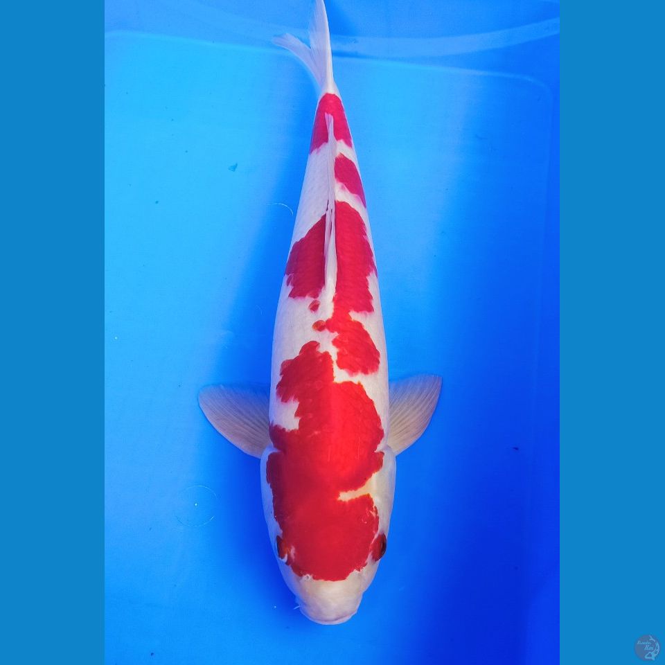 50cm kohaku male 