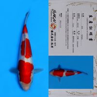 SAKAI KOHAKU HQ 25CM