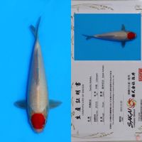 SAKAI TC KOHAKU HQ 24CM 