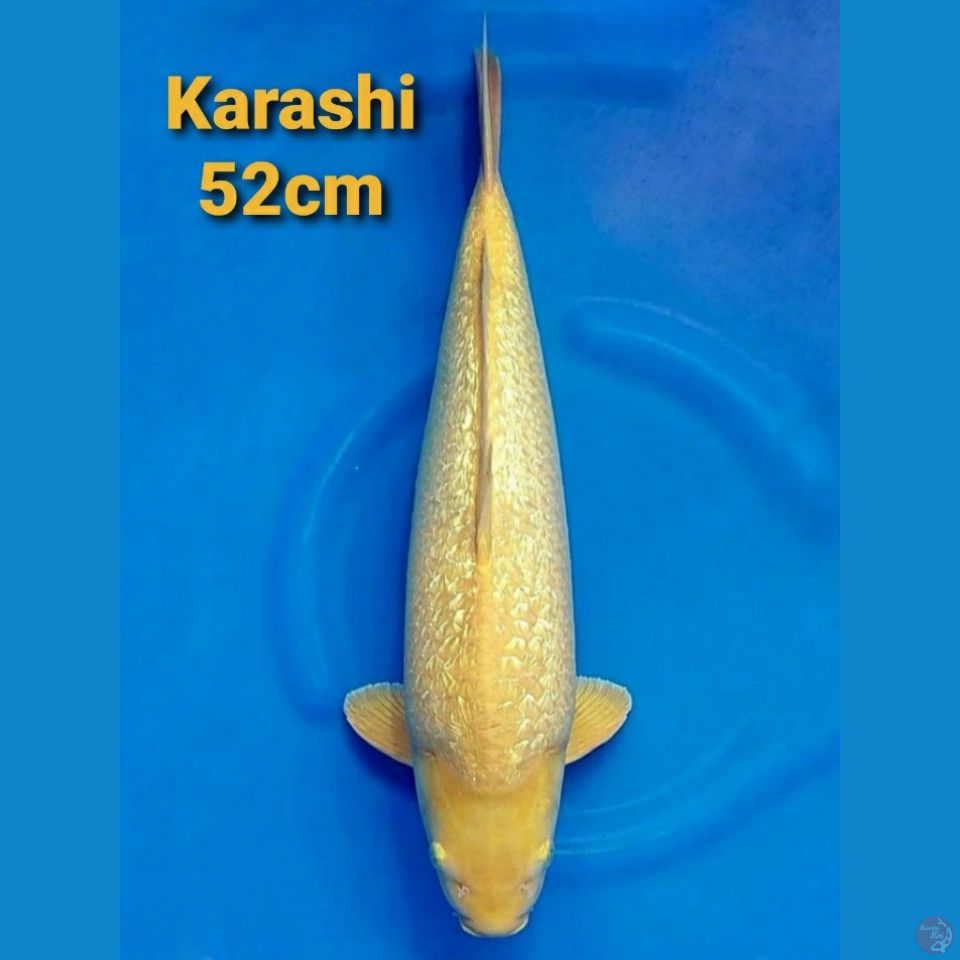 KHUSNUL KARASHI GINRIN 52CM 