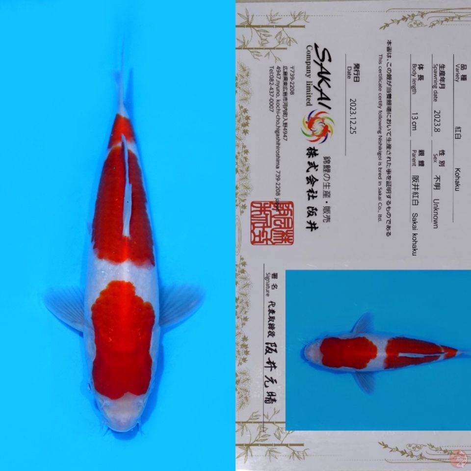 SAKAI SANDAN KOHAKU HQ 25CM