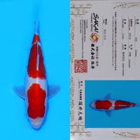 SAKAI SANDAN KOHAKU HQ 25CM