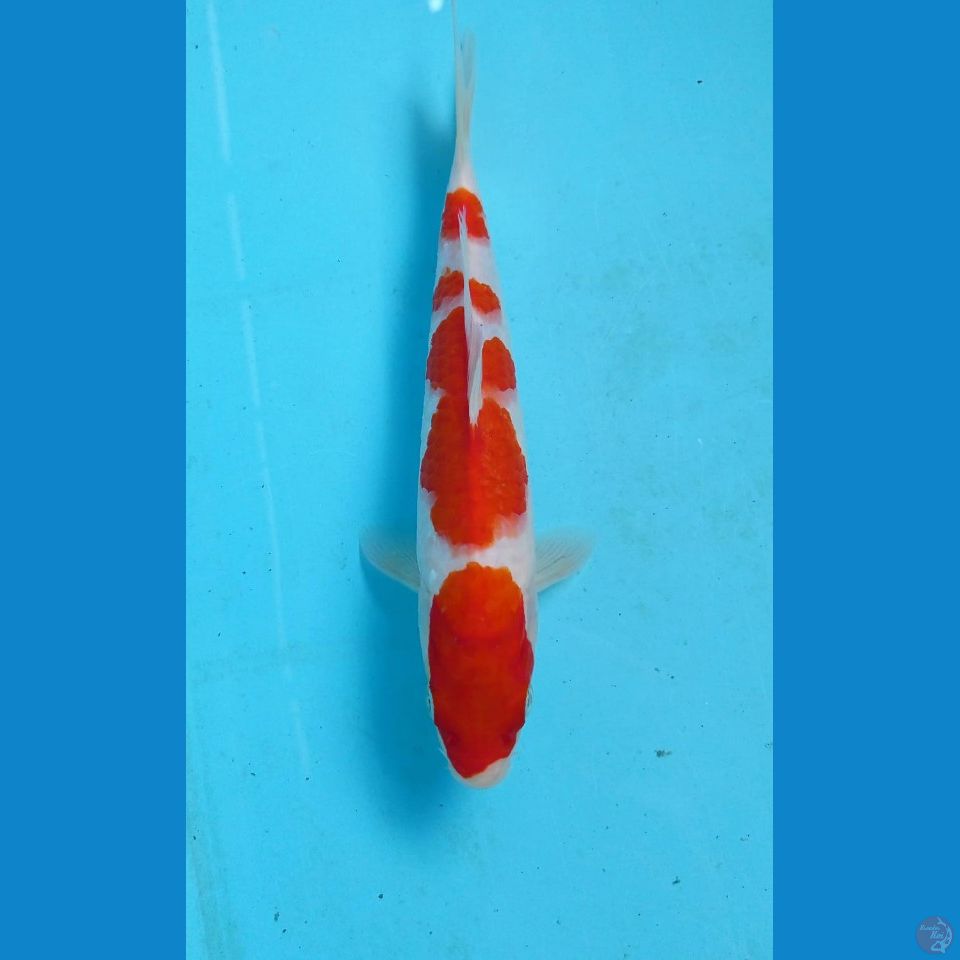 kohaku, 23 cm